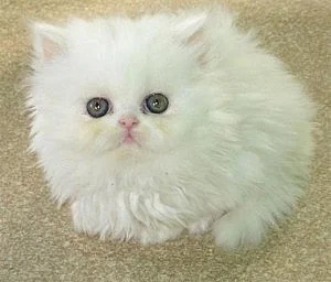 Sladké PERSIAN koťata pro